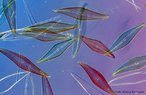 So microalgas que apresentam como principal caracterstica uma frstula silicosa. Ocorrem em todos os ambientes, marinho, salobro, dulccula e hipersalino e so encontradas em guas tropicais, temperadas e polares, so planctnicas ou bentnicas. Se reproduzem por fisso binria, com uma valva desenvolvendo uma clula-filha e servindo como valva maior.<br /> <br /> Palavra-chave: algas inferiores, Pirrfitas, unicelulares, Protista.