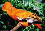 O galo-da-serra mede 28 cm de comprimento, sendo o macho de cor laranja e a fmea marrom-escura. Vive em florestas midas localizadas em escarpas, principalmente nas proximidades de crregos sombreados. Encontrado no Norte do Brasil, nas Guianas, Venezuela e Colmbia.<br /> <br /> Palavra-chave: rupcola, Passeriformes, aves, galo-da-serra-do-par.