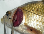 Estrutura presente nos peixes sseos responsvel pela proteo das brnquias. <br /> <br /> Palavra-chave: actinoptergios, respirao, proteo.