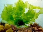 Alga da famlia das clorofceas que cresce nas rochas e visveis durante a mar baixa. Apresenta folhas largas e compridas semelhantes a folhas de alface. Rica em vitamina C e A, constituem a base das cadeias alimentares aquticas, permitindo a manuteno da vida nesses ambientes.<br /> <br /> Palavra-chave: alface-do-mar, Chlorophyta, algas superiores, reino Plantae.