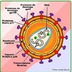 O vrus HIV  um ser extremamente pequeno, acelular, constitudo por uma cpsula de protena e material gentico do tipo RNA. Parasita intracelular obrigatrio e responsvel pela sndrome da imunodeficincia humana  AIDS. Palavras-chave: retrovrus, parasitas, patologias, mutaes, SIDA.