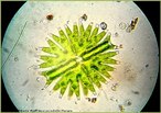 Alga planctnica unicelular que apresenta colorao verde e formato de estrela. <br /> <br /> Palavras-chave: Limnologia, chlorophyta, desmdeas.