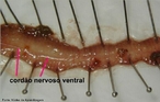 Foto mostrando cordo nervoso ventral aps retirada do tubo digestivo da minhoca.<br /> <br /> Palavra-chave: cordo, nervoso, ventral, tubo, digestivo, mecanismo biolgico, Zoologia, Biologia, Cincias.