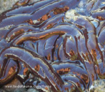 Animais invertebrados pertencentes ao filo Annelida. So animais marinhos e apresentam o corpo coberto por muitas cerdas, que participam da locomoo.<br /> <br /> Palavra-chave: aneldeos, parapdios, regenerao.